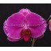 Орхидея 2 ветки (Younghome-Pink-Cloud)